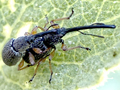 Rhopalapion longirostre
